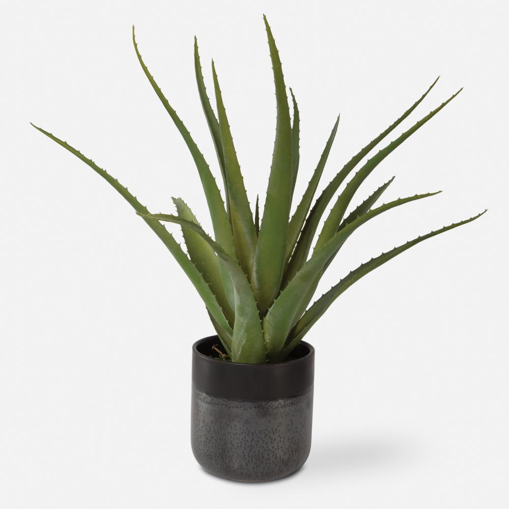 Tucson Aloe Planter