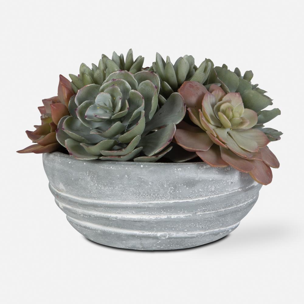 Peoria Succulent Accent